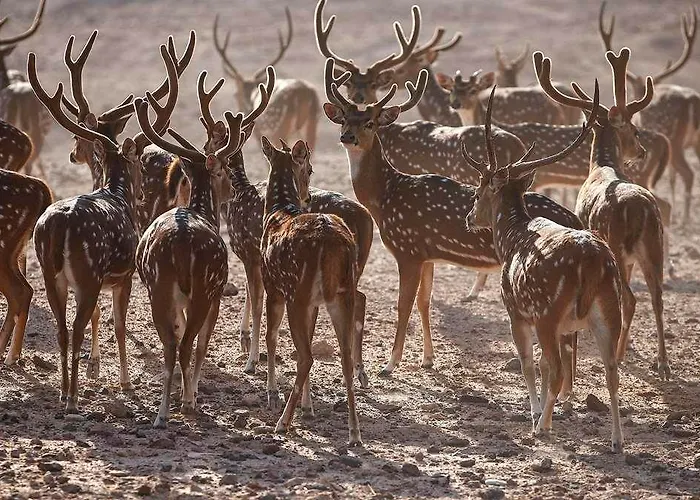 Anantara Al Yamm