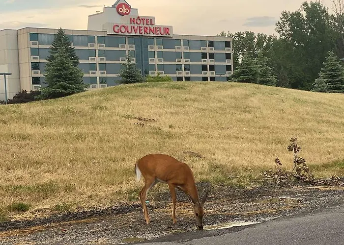 Hotels Gouverneur Montreal Lle Charron