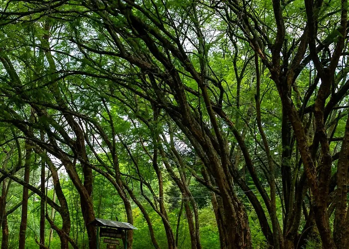 Njukiini Forest Lodge