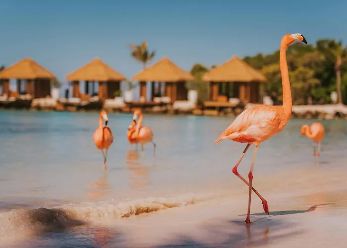 Aruba All Inclusive Resorts